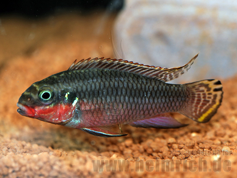 Pelvicachromis Taeniatus, Nigeria Red (Smaragdbuntbarsch)