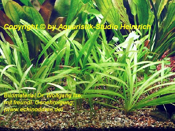 Echinodorus grisebachii