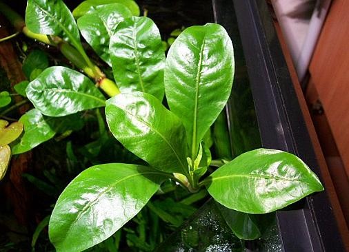 Alternanthera aquatica "mini"