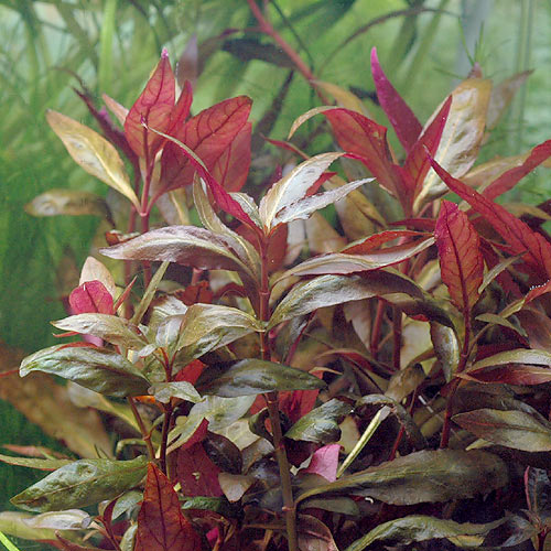 Alternanthera splendida