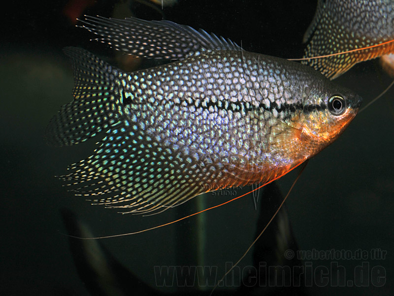 Mosaikfadenfisch, SHOW-Zuchtpaar (Trichogaster leeri)