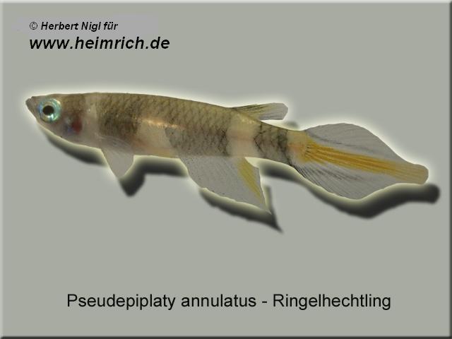 Ringelhechtling (Pseudepiplatys annulatus)