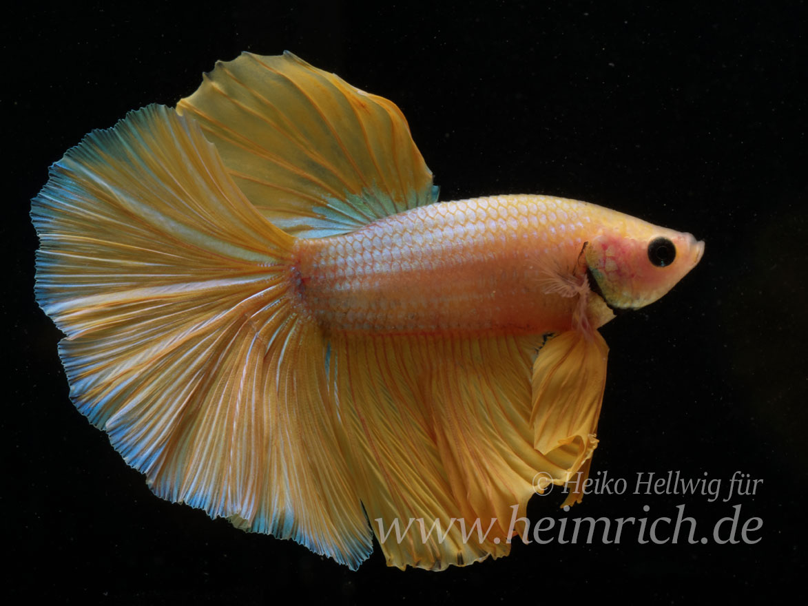 Kampffisch spec. Dragon Gold