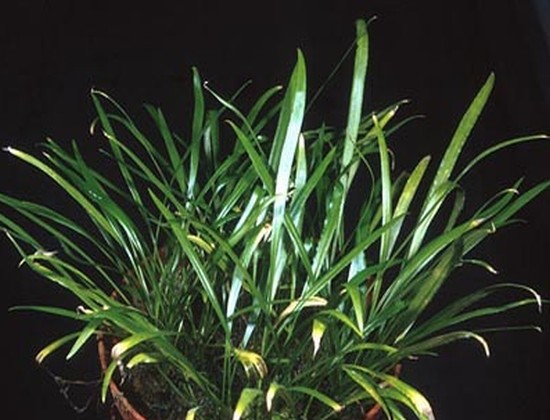 Cryptocoryne crispatula