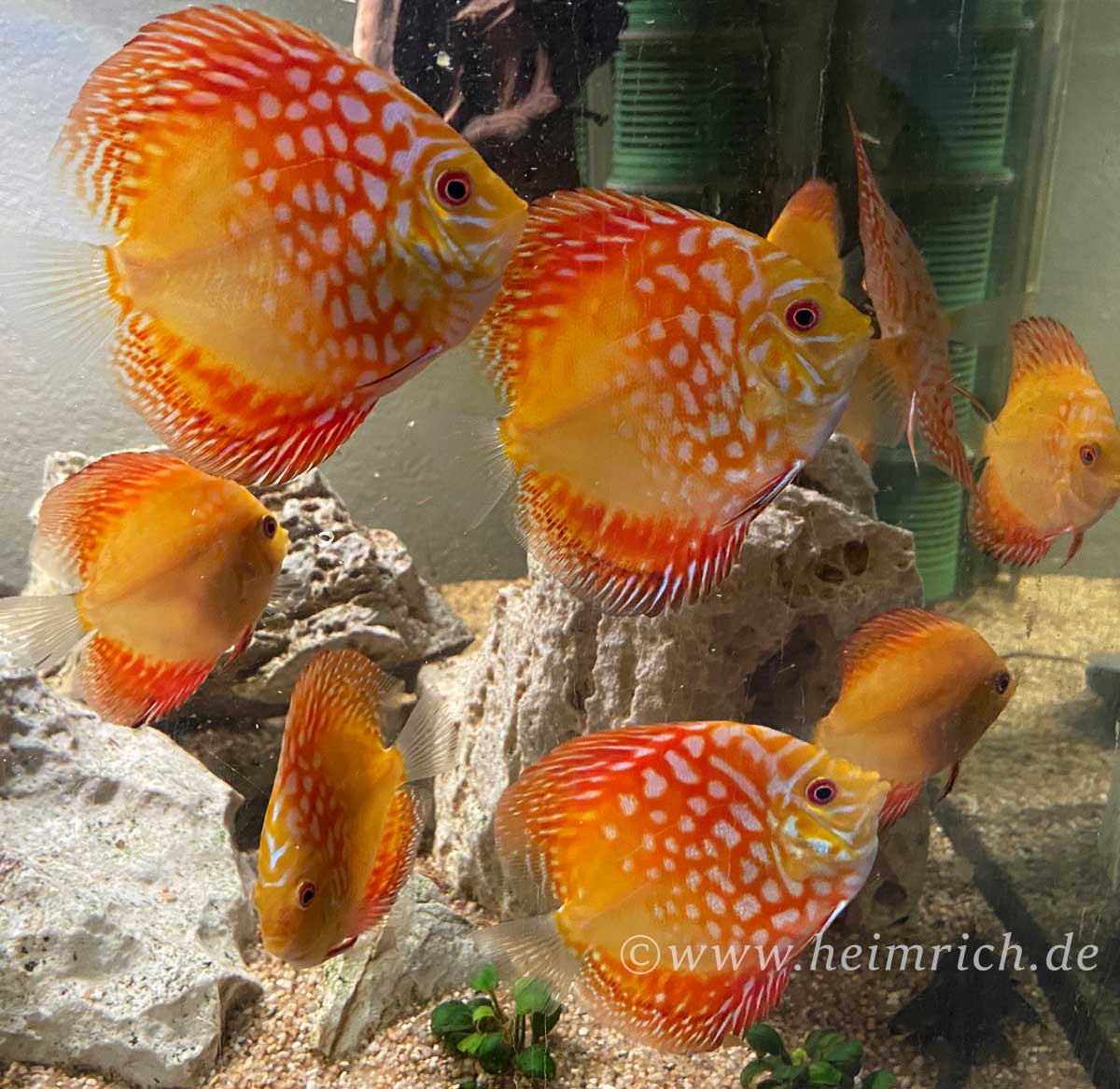 Diskus Rafflesia, 8cm 5er-Gruppe