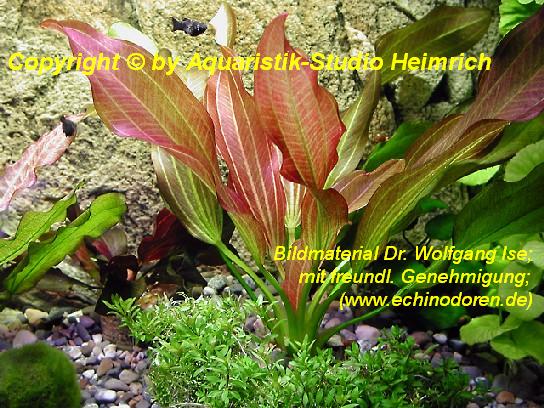 Echinodorus 'HOT PEPPER'
