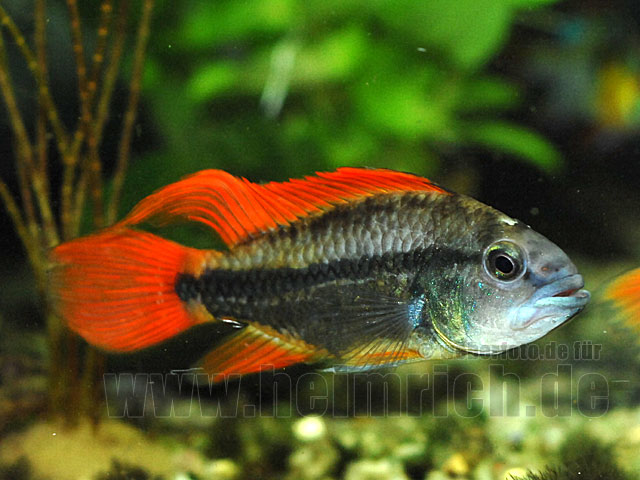 Apistogramma cacatuoides, ORANGE-SHOW (Kakadu-Zwergbuntbarsch)