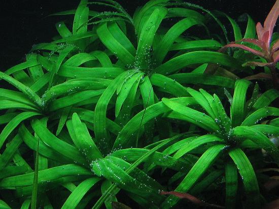 Eichhornia diversifolia