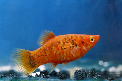 Platy "Red Calico", lg (Xiph. mac., spec. Gold Calico)