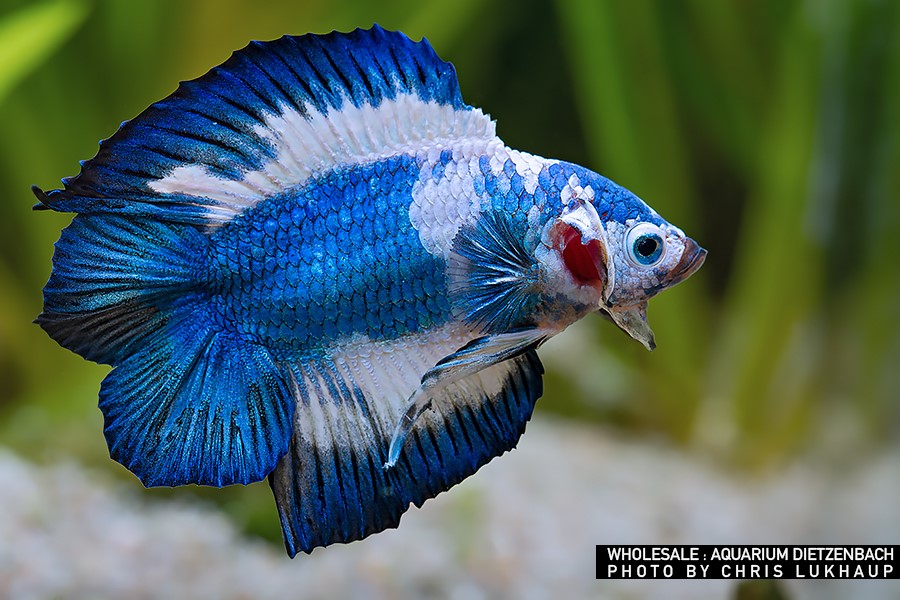 Siam. Kampffisch PREMIUM-Special 'Halfmoon Doubletail', lg (Betta splendens)