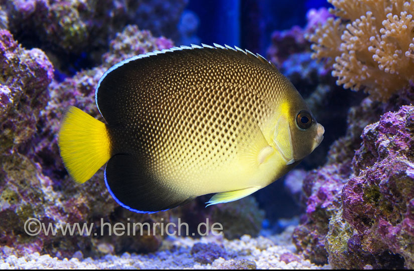 Indischer Rauchglas-Kaiserfisch (Apolemichthys xanthurus)