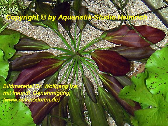 Echinodorus barthii (Barth's-Schwertpflanze)