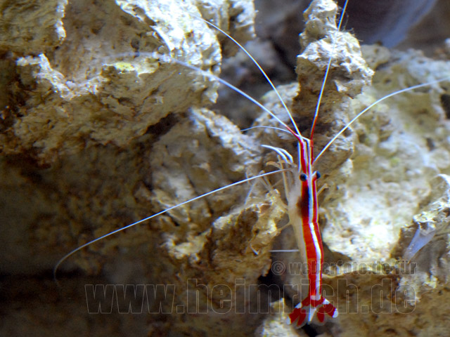 Lysmata amboinensis (Weißband-Putzergarnele)