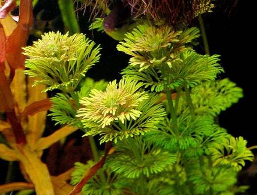 Limnophila hippuroides