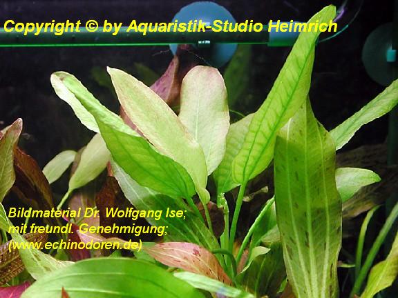 Echinodorus aschersonianus (Ascherson's Schwertpflanze)
