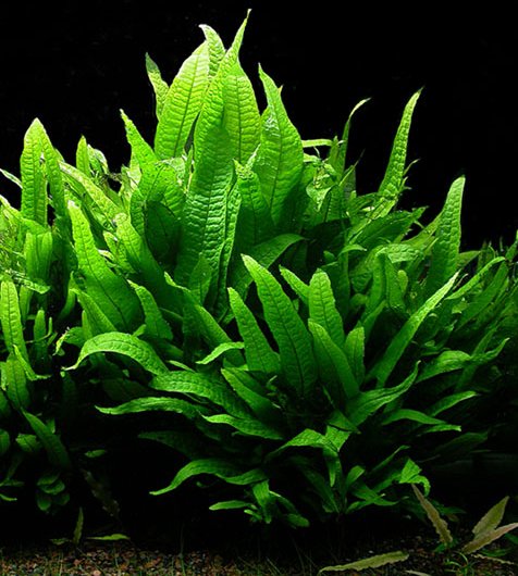 Microsorium pteropus