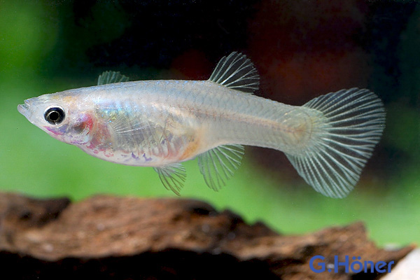 Endler Guppy spec. Red Cheest Saddle Back (Poecilia wingei) - Weibchen