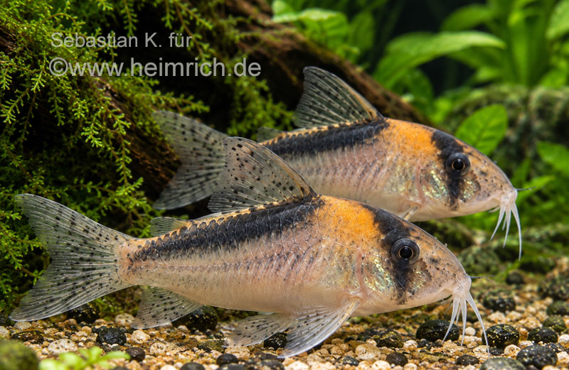 Corydoras brevirostris, High Fin CW27 (Schwarzsegel Panzerwels CW27)