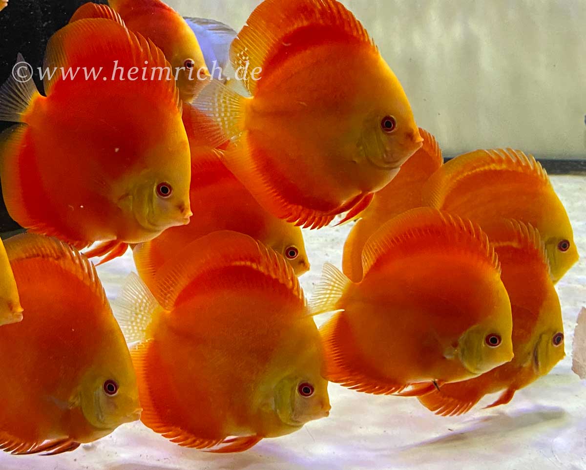 Diskus Red Melon - Größe 12cm