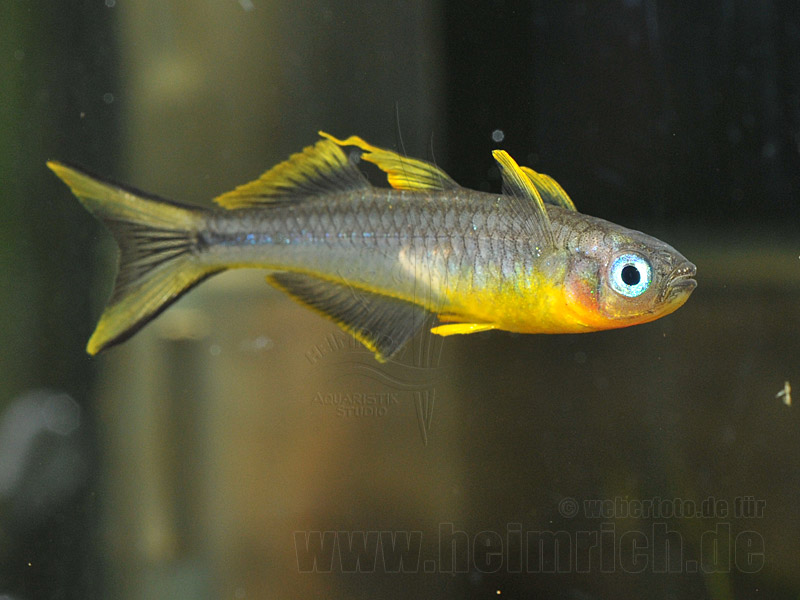 Gabelschwanz-Regenbogenfisch (Popondetta furcata)