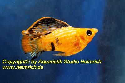 Molly "GOLD-Puder", lg (Xiph. sphenops, spec. Gold-Puder)