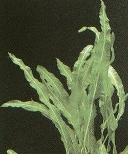 Potamogeton malaianus