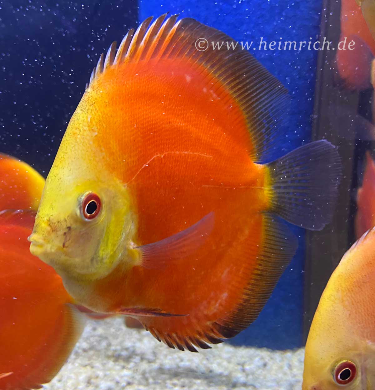 Diskus Red Melon - Größe 8,0cm