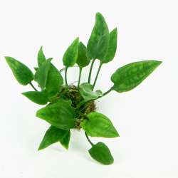 Cryptocoryne pontederifolia In-Vitro