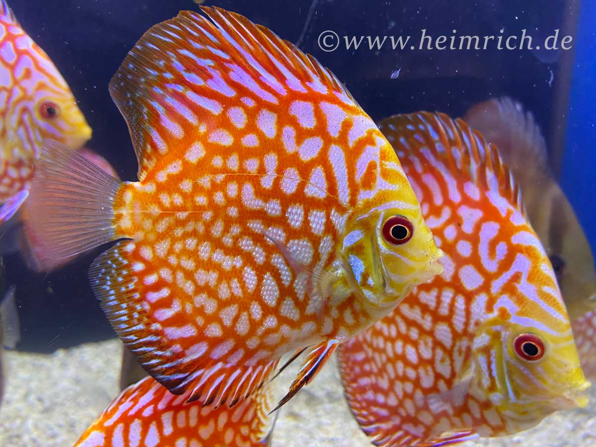 Diskus Checkerboard, 10cm