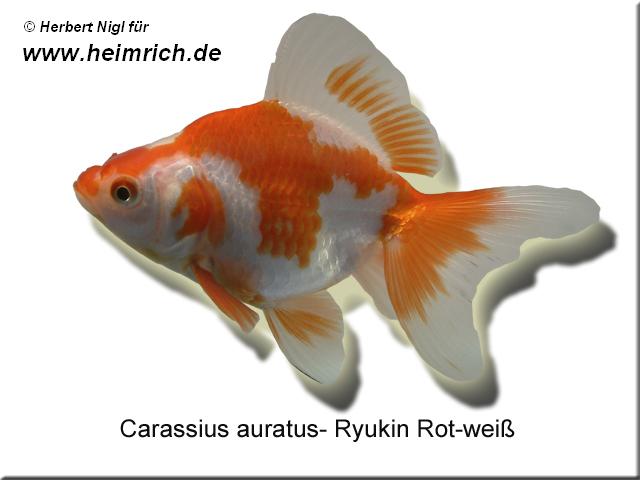 Ryukin Rot-Weiss, 6cm (Carrasius auratus)