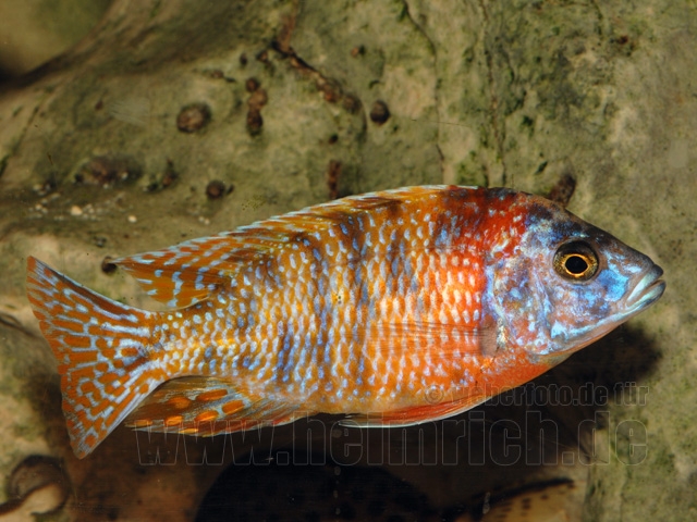 Aulonocara nyassa, spec. Five Color
