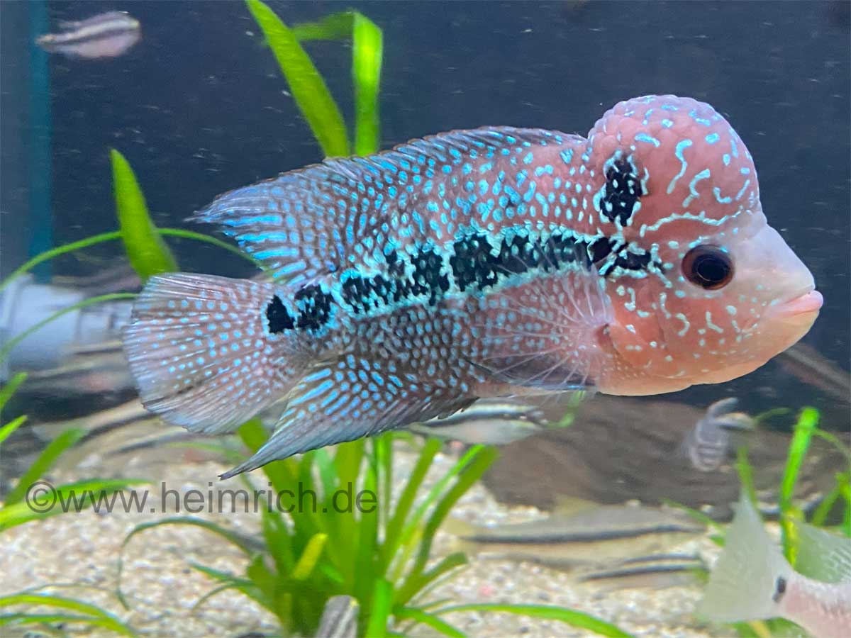 Flower Horn spec. Red Pearl, 14cm (American Cichlid Red Pearl Flowerhorn)