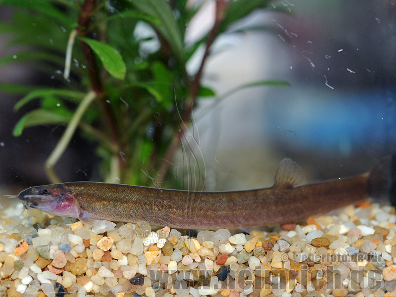 Acanthophthalmus javanicus (Braunes Dornauge)