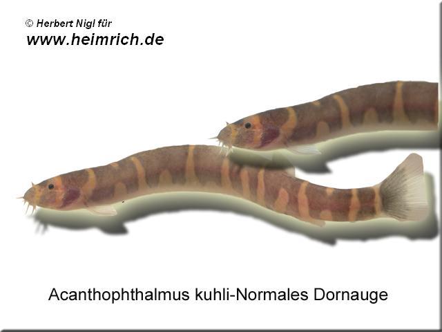 Acanthophthalmus kuhlii (Geflecktes Dornauge)