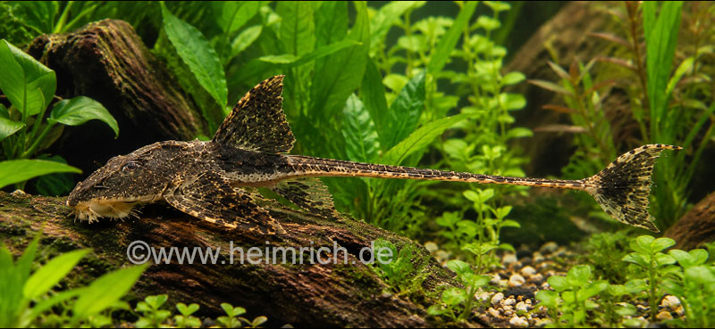 Loricaria Rio Atabapo, lg (Zügelstrich-Hexenwels)