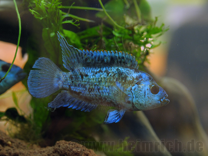 Cichlasoma octofasciatum, spec. Blue Dempsey medium