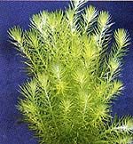 Mayaca fluviatilis (Grünes Mooskraut)