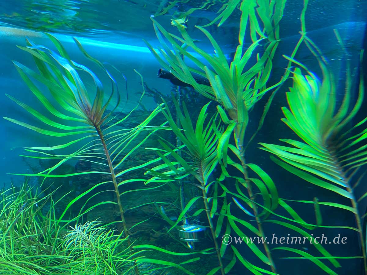 Eichhornia azurea (Palmwedelkraut)