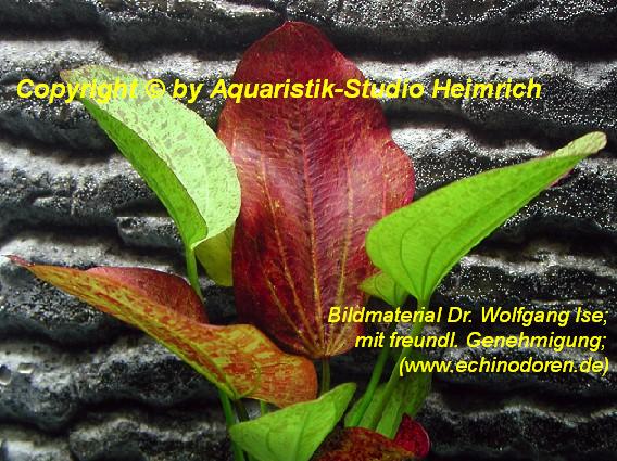 Echinodorus 'Paul Klöckner'
