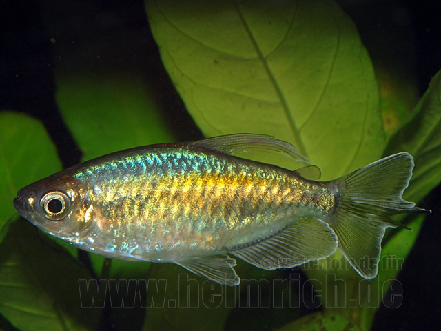 Blauer Kongosalmler, lg (Phenacogrammus interuptus)