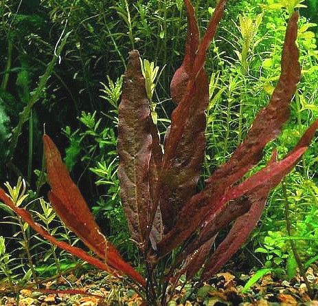 Barclaya longifolia, spec.red