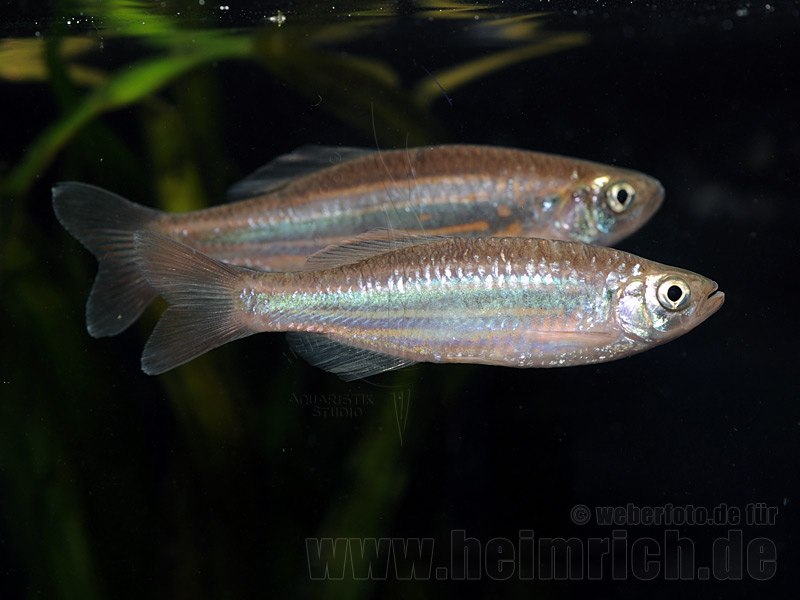 Devario assamensis, 5 Stück large (Blaues Danio gestreift)