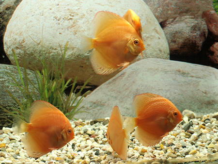 Diskus Red Leopard, 6,5cm