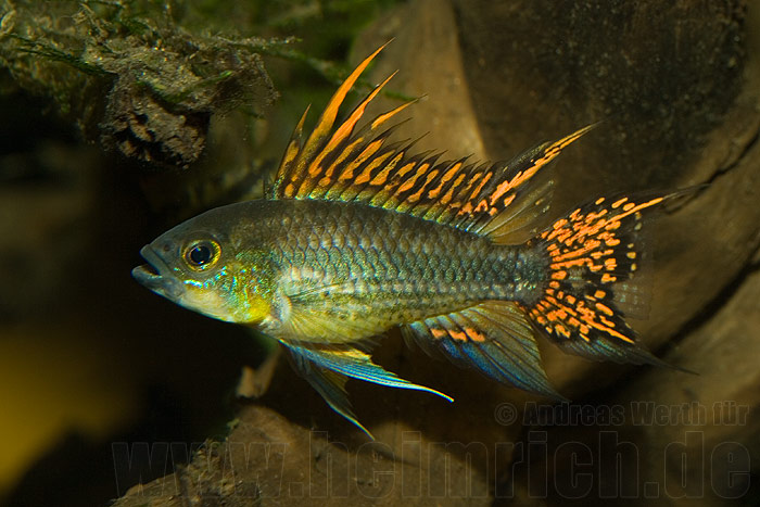 Apistogramma cacatuoides, Double Red (Kakadu-Zwergbuntbarsch)