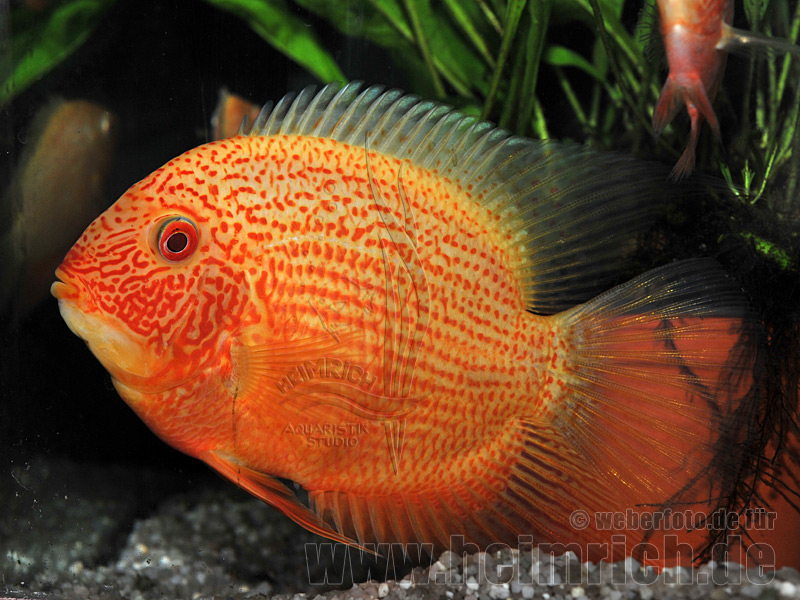 Cichlasoma serverum spec. Red Spotted, 18cm männl. SHOW