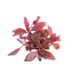 Alternanthera reineckii ‘Lila’ In-Vitro