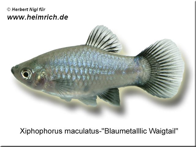 Platy PREMIUM-"Blau metallic Wagtail", lg (Xiph. mac., spe