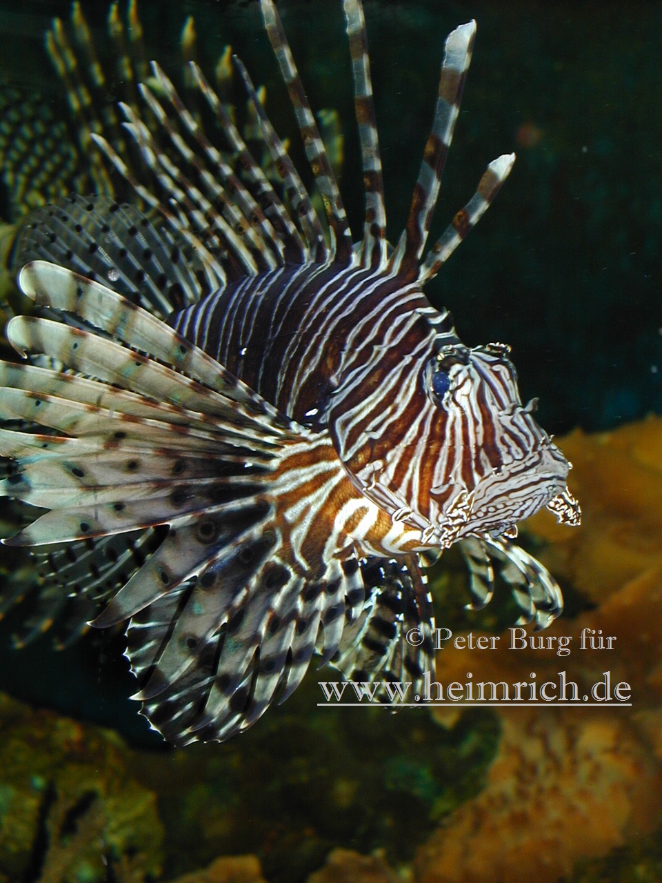 Pazifischer Rotfeuerfisch, med.  (Pterois volitans)