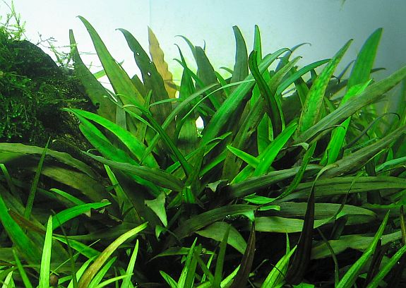 Cryptocoryne lucens