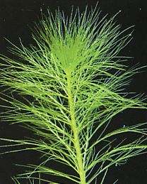 Cabomba aquatica (Riesen-Cabomba)